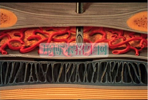 成都女生可以讀麻醉學(xué)嗎