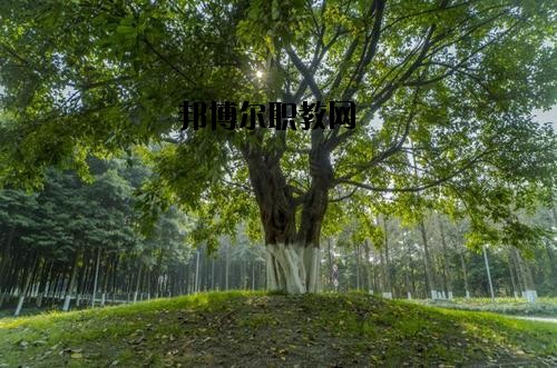 四川檔案學(xué)校2020年報名條件、招生要求、招生對象